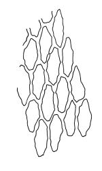 Bryum laevigatum, upper laminal cells. Drawn from A.J. Fife 8058, CHR 436794.
 Image: R.C. Wagstaff © Landcare Research 2015 